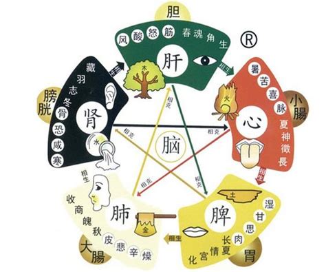 五行相生相剋關係|中醫知識 